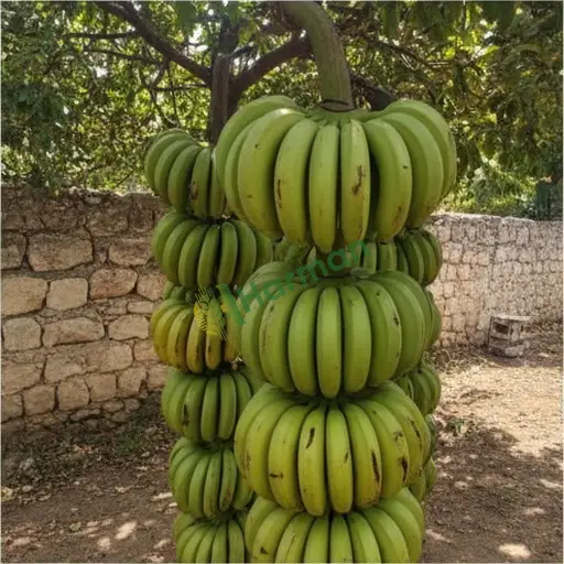 Ağrı Patnos'ta Muz Aranan
