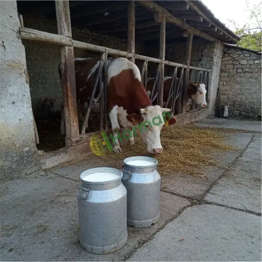 Ağrı Doğubayazıt · Aranan İnek Sütü