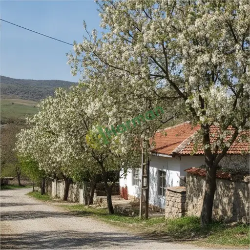 Tunceli Merkez'de akasya alınır