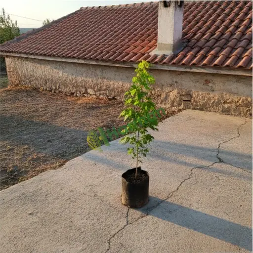 Afyonkarahisar İhsaniye'de akçaağaç alıyorum