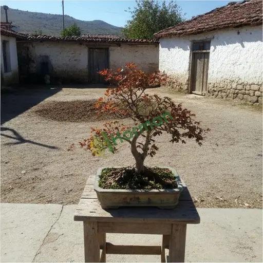 Ordu'da akçaağaç bonsai alıcısıyım