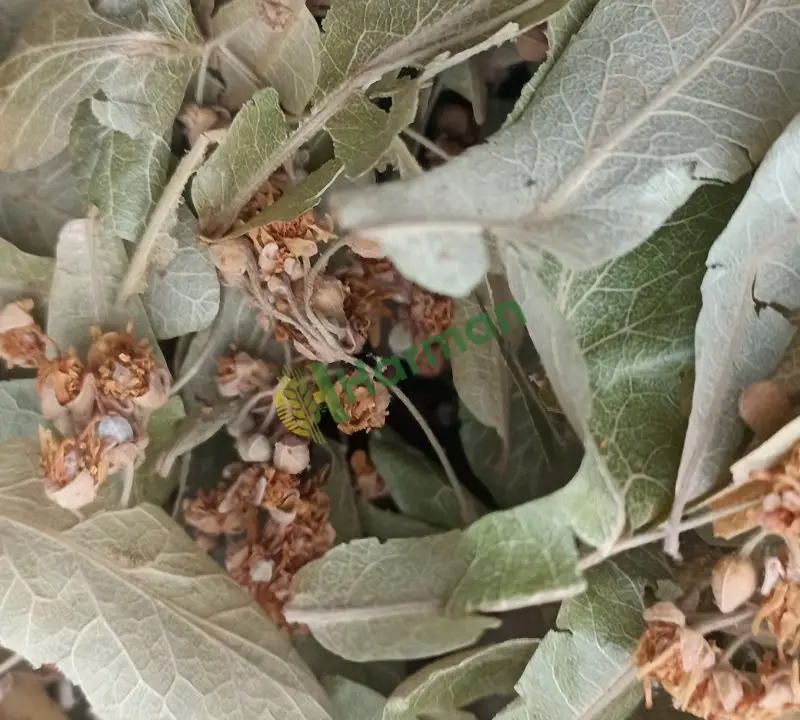 Akçakoca ıhlamur