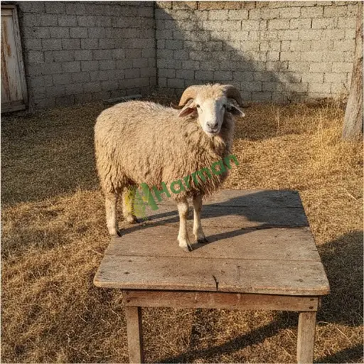 Kayseri Develi'de Akkaraman koyunu alınır