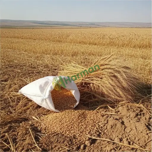 Aksaray Gülağaç buğday tohumu yerinden alınır