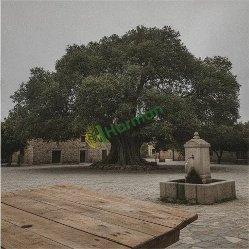 Aksaray Ağaçören çınar fidanı satılık