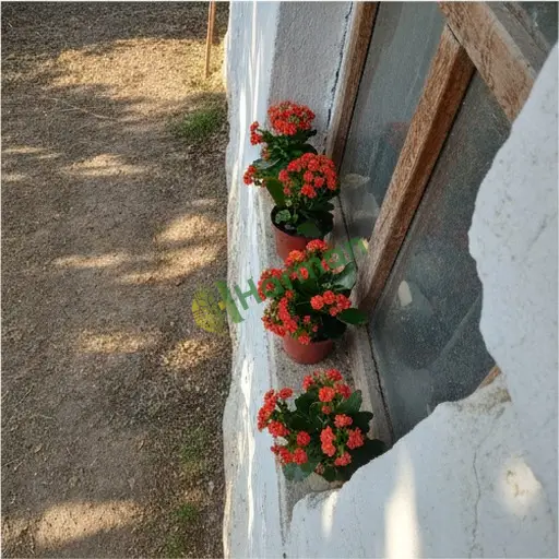 Aksaray Gülağaç'ta Kalanchoe alıcısıyım