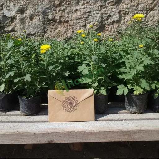 Aksaray Sultanhanı Kasımpatı Tohumu Aranıyor