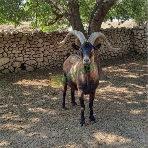 Aksaray Sarıyahşi'de kiralık damızlık teke var