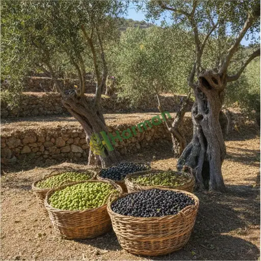 Aksaray Gülağaç Zeytin Aranan