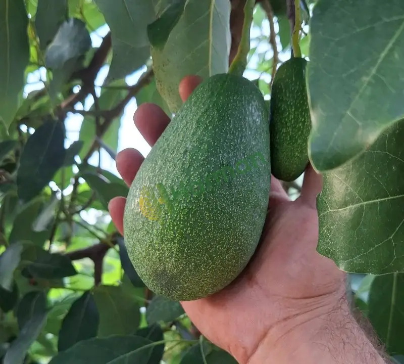Alanyadan Avokado