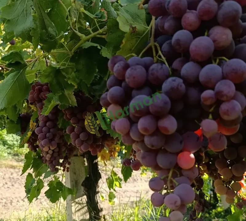 🔴 ALAŞEHİR’DEN İHRACATLIK RED GLOBE ÜZÜMÜ – TOPLU ALIMA UYGUN !!