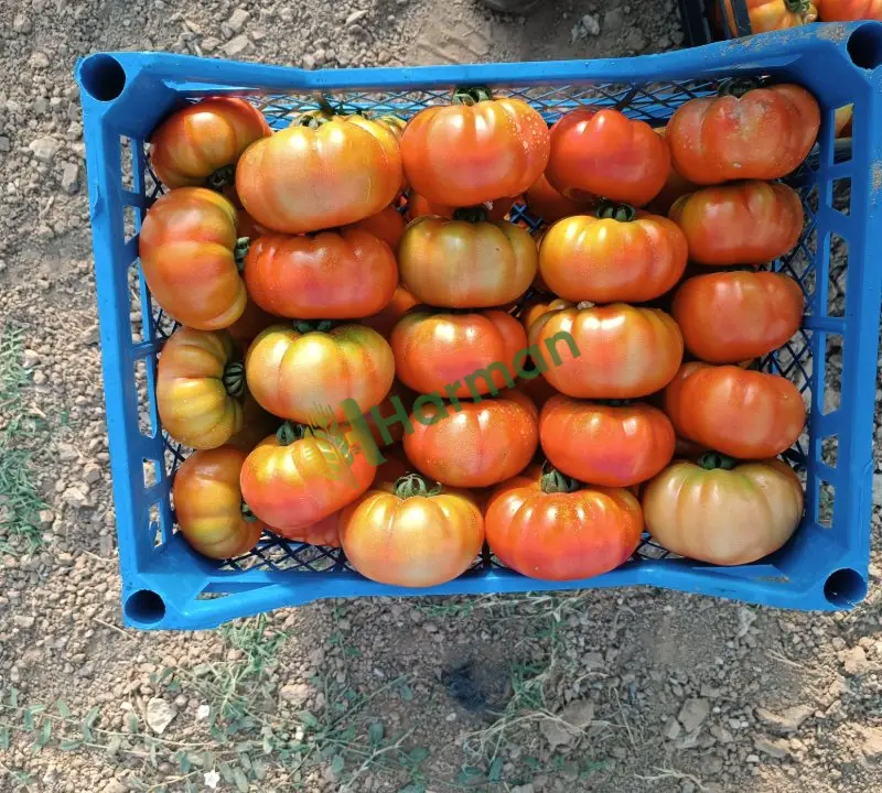 Alaturka marmende köy domatesi