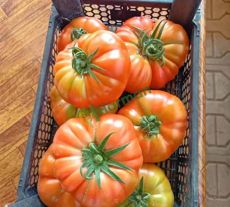 Alaturka marmende köy domatesi