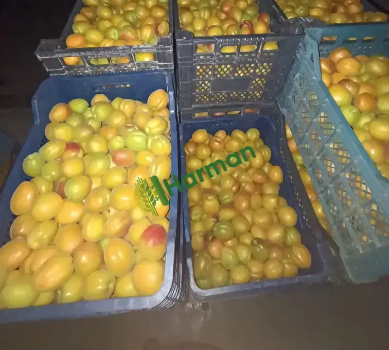 Aldeniz cinsi kayısı