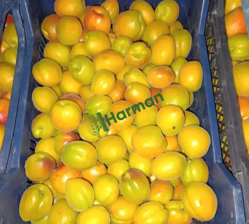 Aldeniz cinsi kayısı