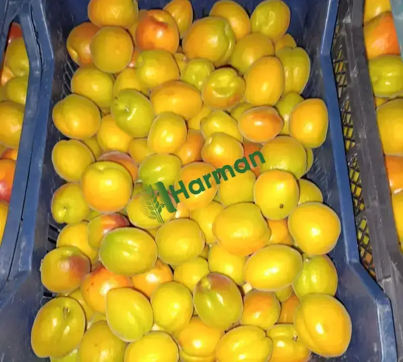 Aldeniz cinsi kayısı