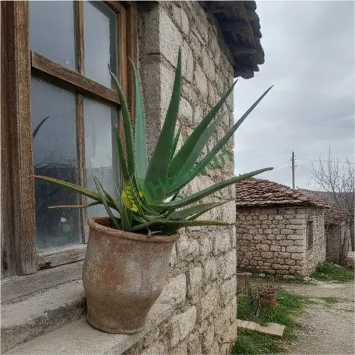 Bingöl Yayladere aloe vera alınacak