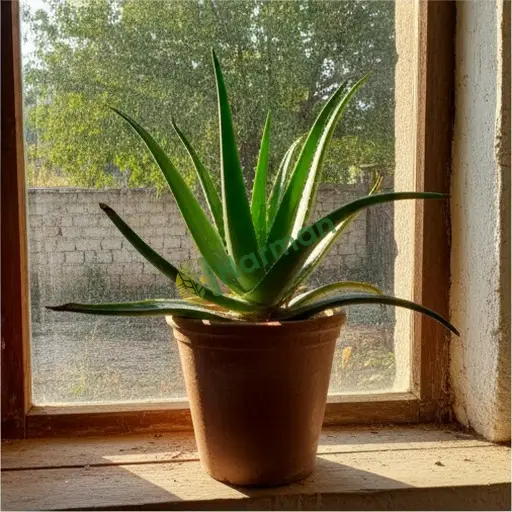Gümüşhane Kürtün'de aloe vera alınır