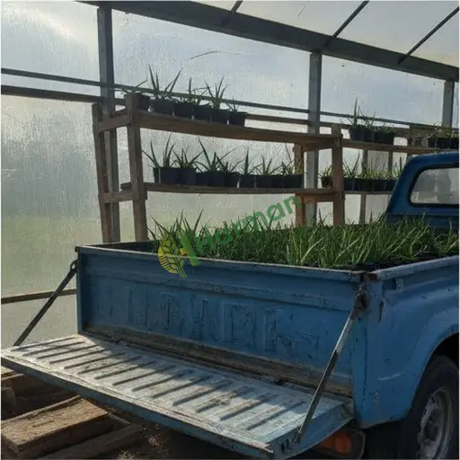 Adana Tufanbeyli aloe vera fidanı lazım