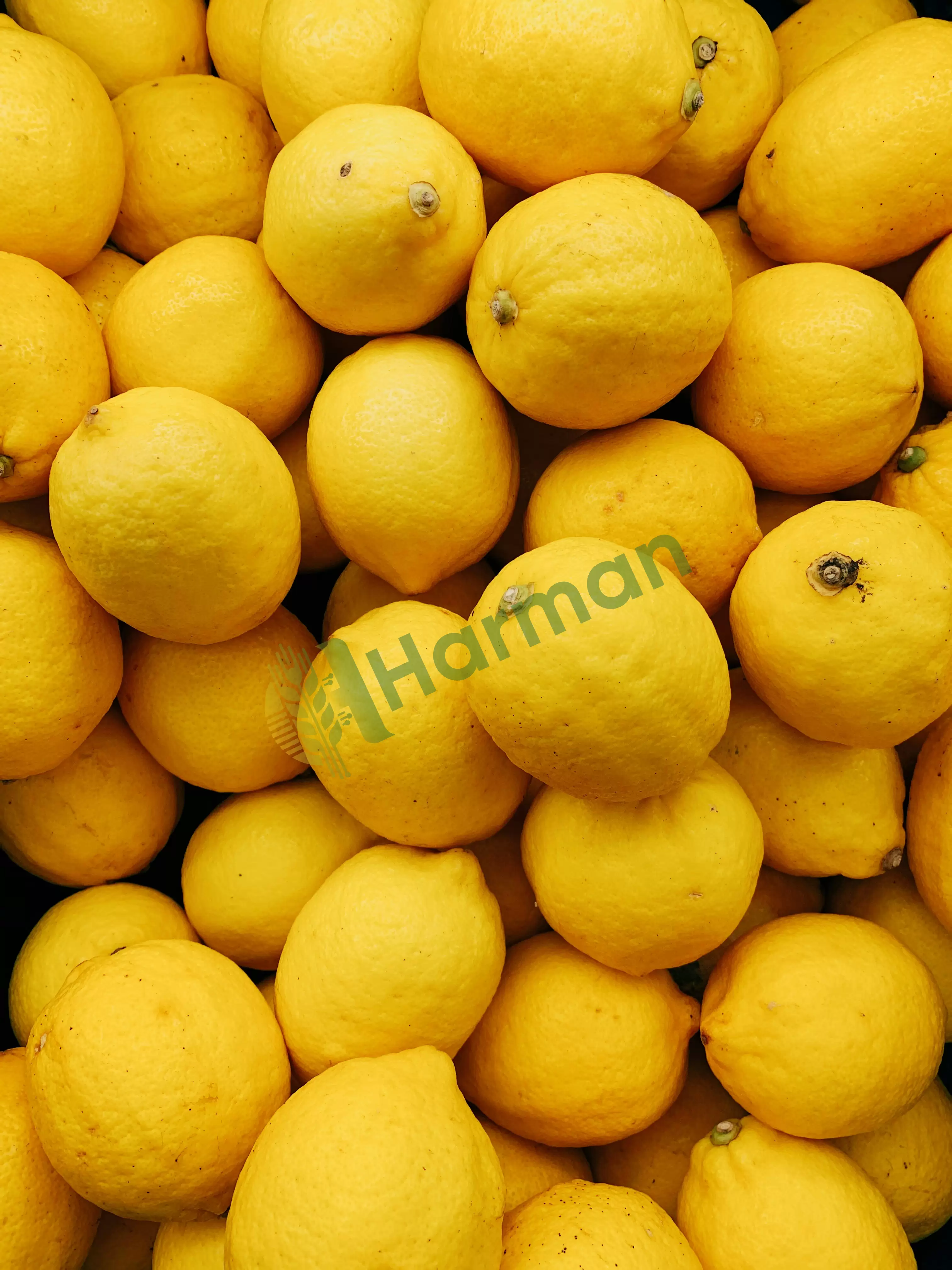 Alp Market | Çiftçiden Taze Limon Alınacaktır