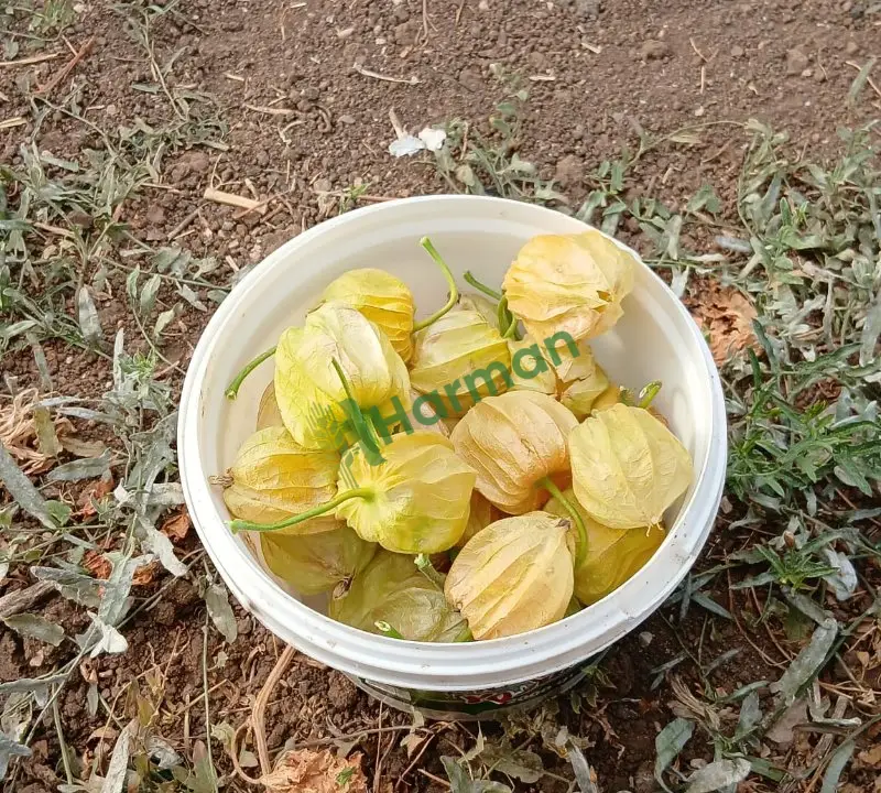Altın çilek
