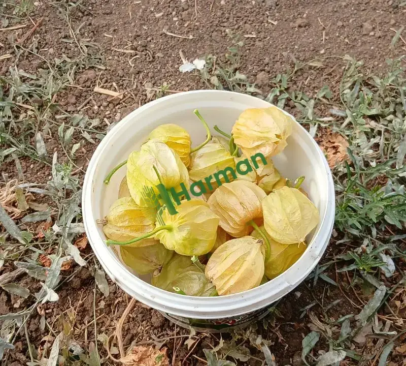 Altın çilek