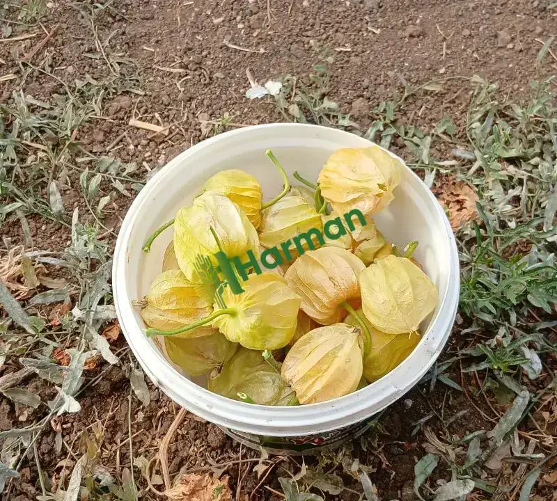 Altın çilek