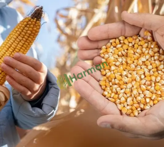 Mısır üreticileri