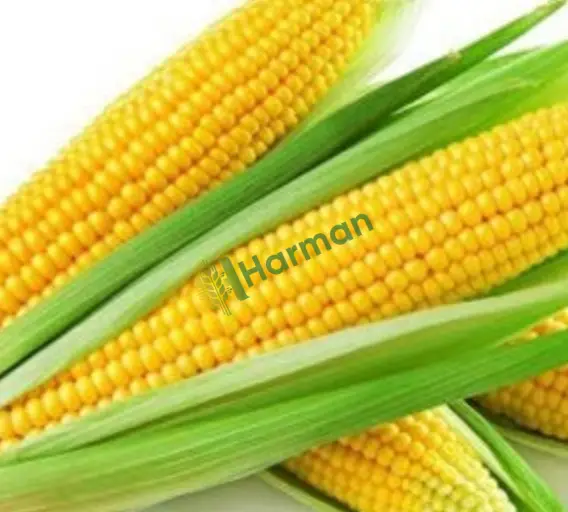 Altın Sarısı Mısır