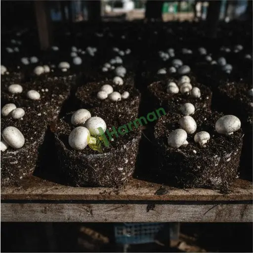 Aranan Beyaz Kültür Mantarı Agaricus Amasya Taşova 225 Kg