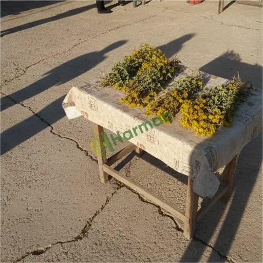 Amasya Gümüşhacıköy'de kantaron arıyorum