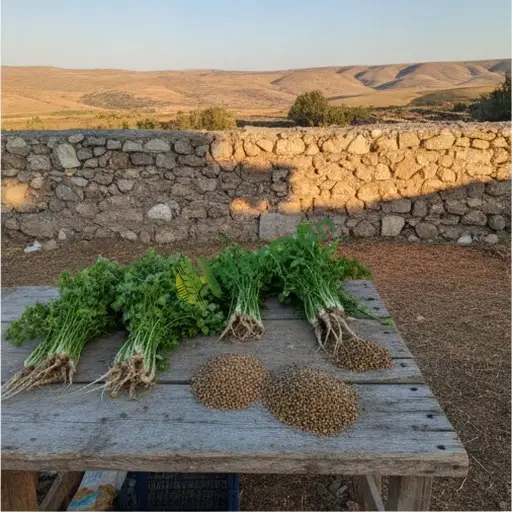Amasya Merzifon'da kişniş satılır