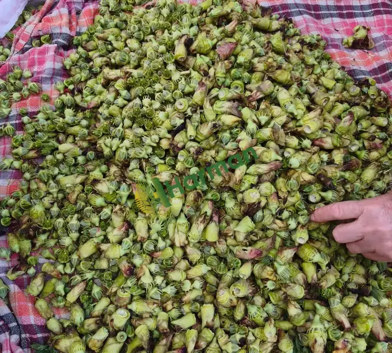 Amasya Kuru Çiçek Bamya