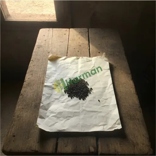 Aranan Papaya Tohumu Amasya Gümüşhacıköy