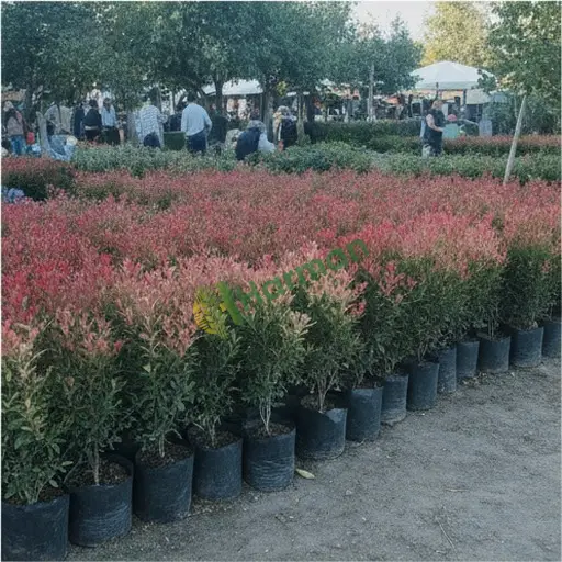 Photinia arıyorum - Amasya Suluova