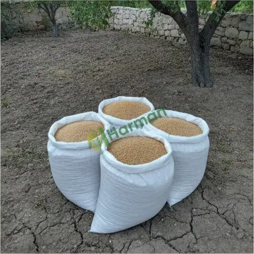 Amasya Hamamözü tritikale alınır