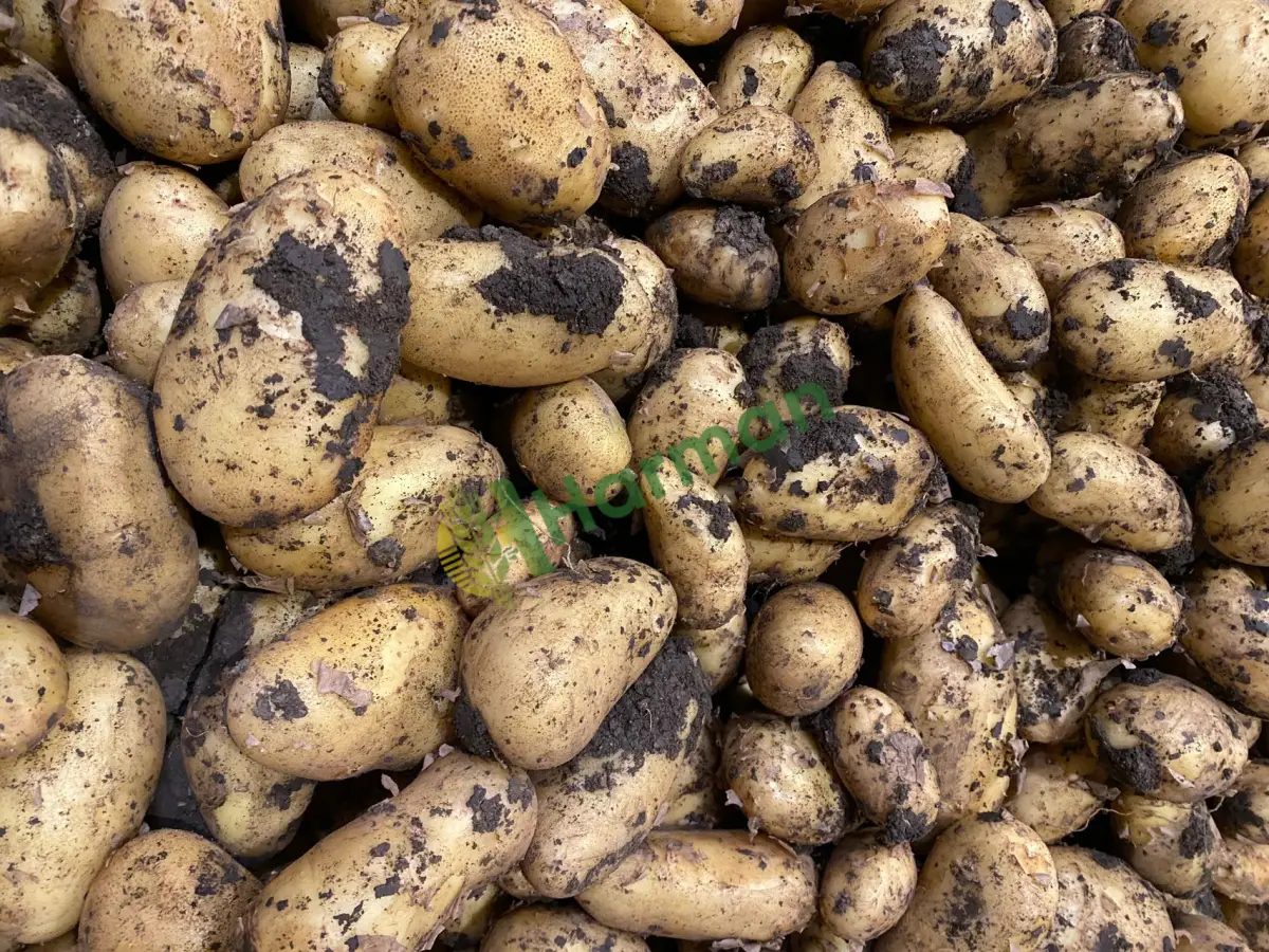 Ambar malı kışlık patates alınır dökme - Afyonkarahisar İhsaniye