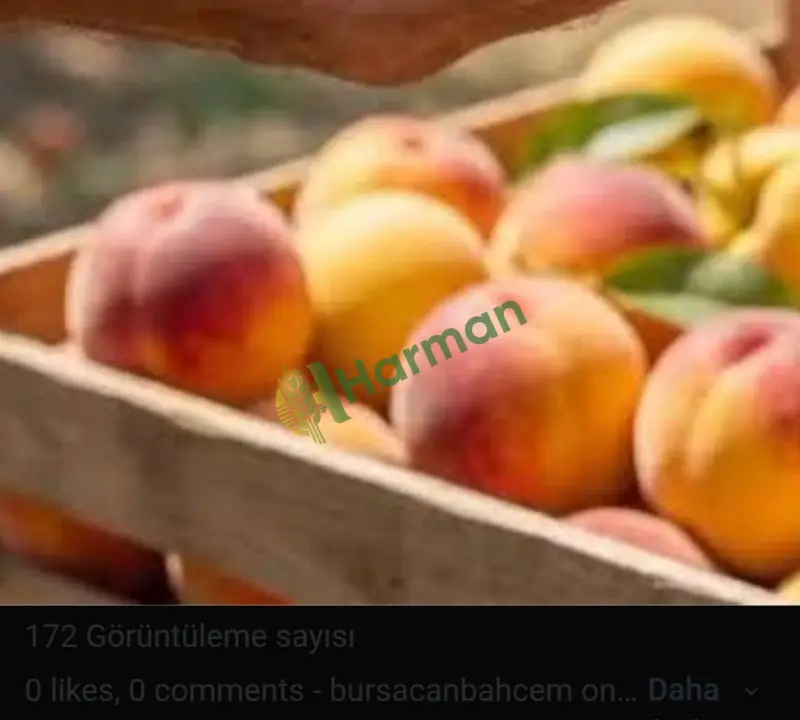 Şeftali Yetiştiriciliği