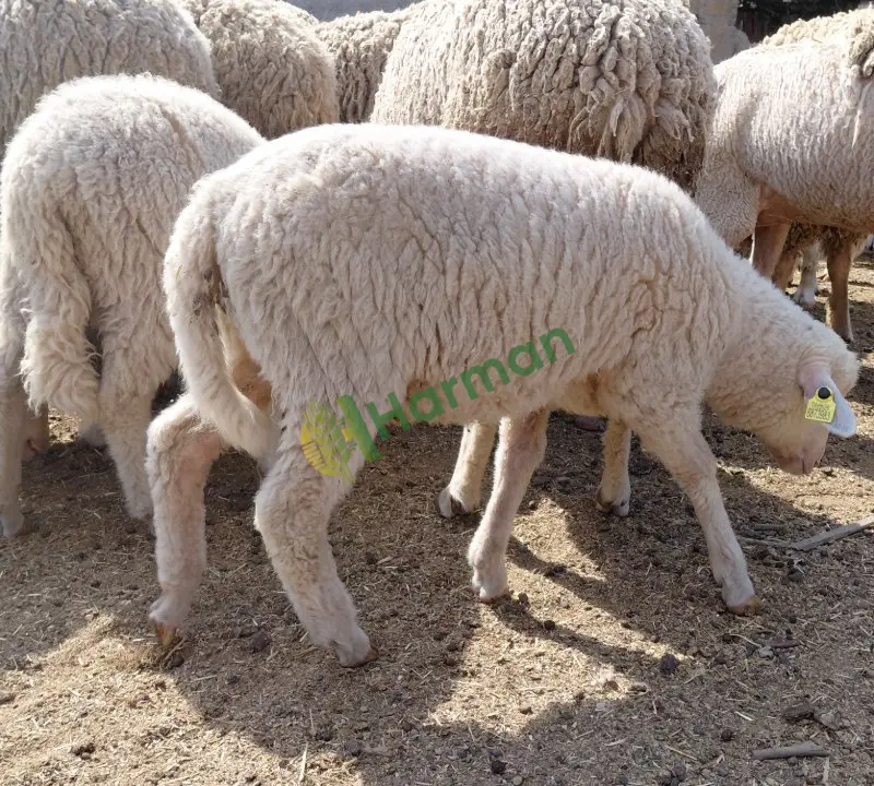 ANADOLU MERİNOSU KUZUSU
