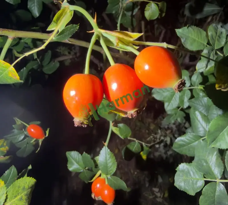 anadolu şifası kuşburnu yaş ve kuru