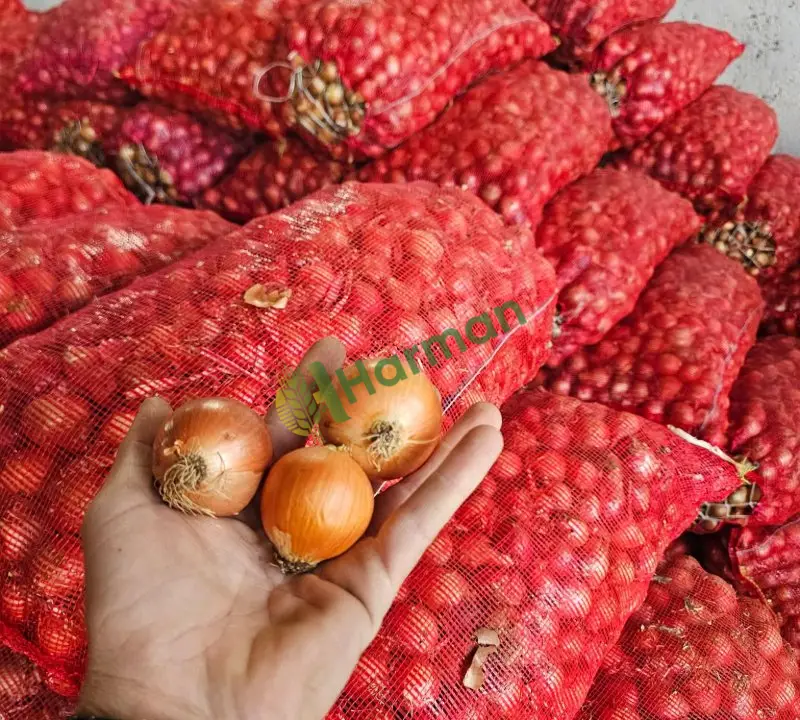 Anadolu şifası soğan