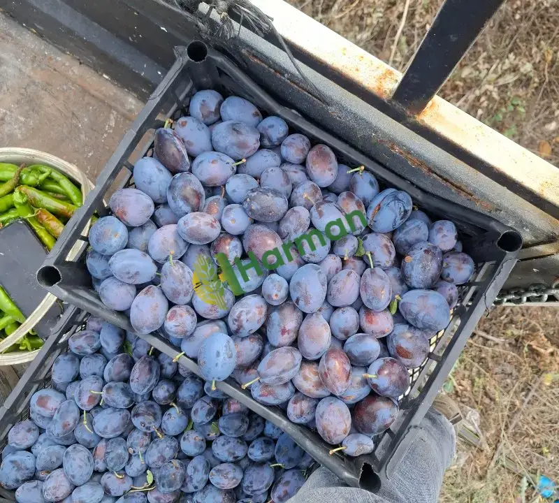 ANALYA KORKUTELİ ÇIĞLIK YAYLASI