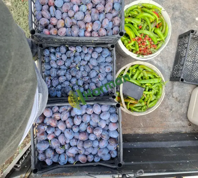 ANALYA KORKUTELİ ÇIĞLIK YAYLASI