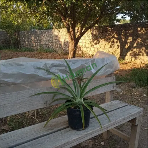 Iğdır Merkez'de ananas bitkisi arıyorum