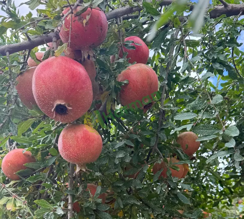 ANAZLİZLİ KALINTISIZ