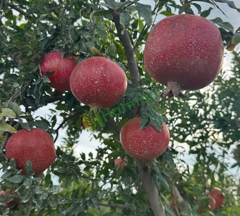 ANAZLİZLİ KALINTISIZ