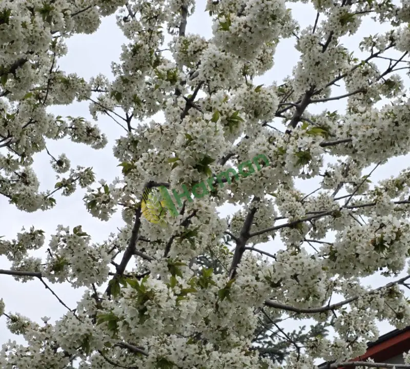 ankara pursaklar sirkelide 80 yetişmiş kiraz ağacı mahsulü temmuz gibi toplanabilir.