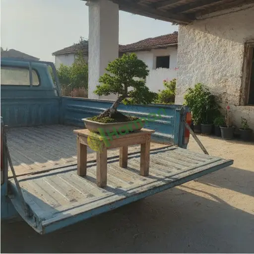 Antalya Gündoğmuş'ta akçaağaç bonsai satılık