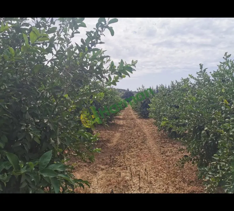 Antalya SERİK /GEBİZ MAYER LİMON