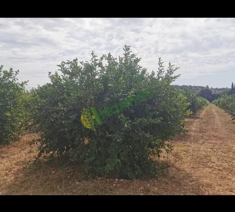 Antalya SERİK /GEBİZ MAYER LİMON